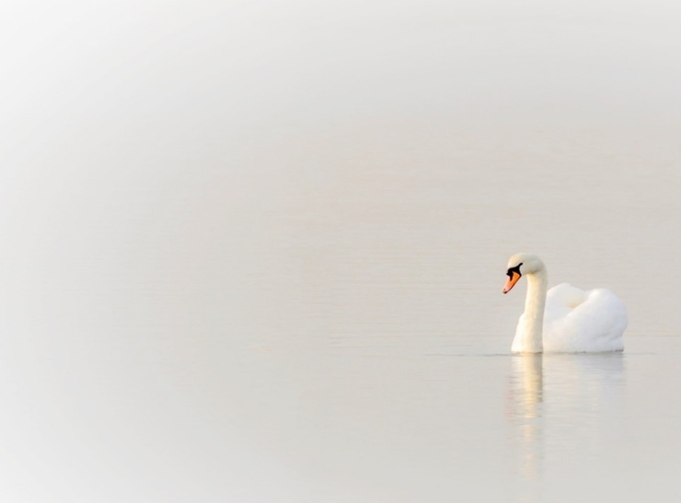 white swan on lake